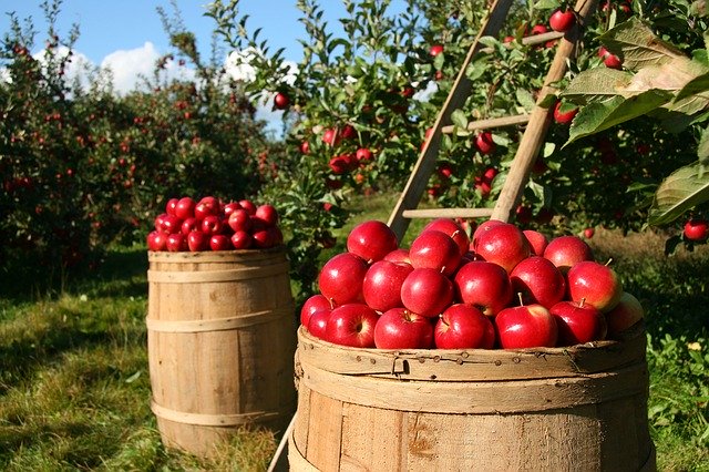 huerto manzanas