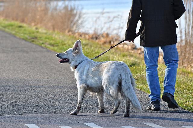 pasear perro