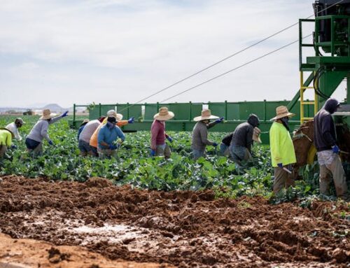 El Gobierno lanza un portal web específico para la regularización extraordinaria